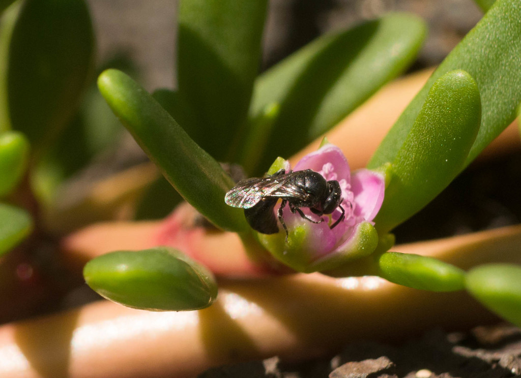 Anthracite Masked Bee