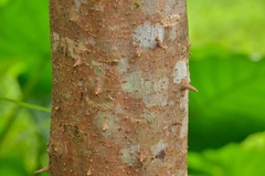 Bridelia insulana