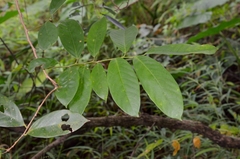 Bridelia insulana