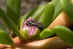 Hylaeus anthracinus