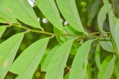 Bridelia insulana