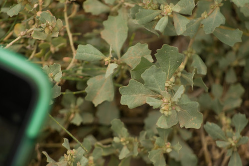 Mueller's saltbush (Atriplex muelleri)