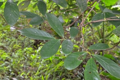 Bridelia insulana