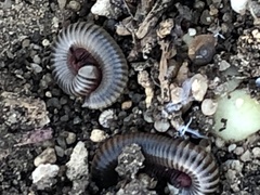 Ommatoiulus lusitanus