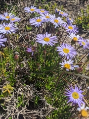 Olearia ciliata