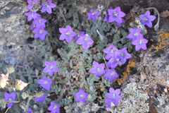 Campanula mollis