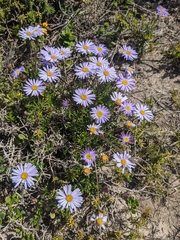 Olearia ciliata