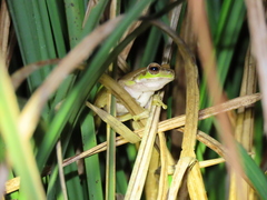 Ranoidea pearsoniana