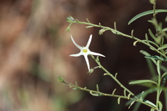 Anthocercis angustifolia