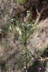 Anthocercis angustifolia