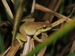 Ranoidea pearsoniana