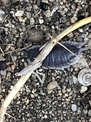 Porcellio hoffmannseggii