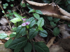 Polygala engleri image