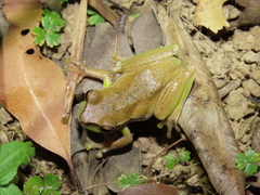 Ranoidea pearsoniana