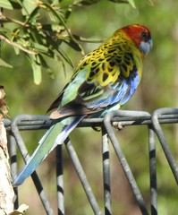 Platycercus eximius x adscitus