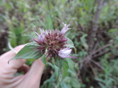 Virectaria major