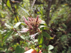 Virectaria major