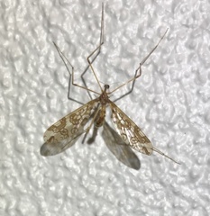 Mischoderus annuliferus