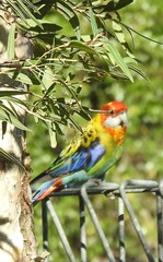 Platycercus eximius x adscitus