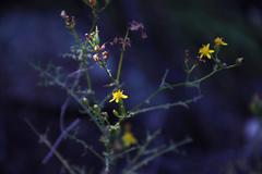 Senecio erysimoides