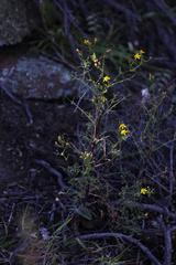 Senecio erysimoides