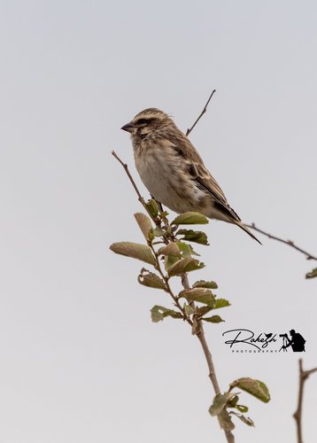 Reichenow's Seedeater (Crithagra reichenowi), photo 4