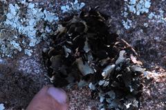 Xanthoparmelia hottentotta