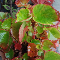 Begonia