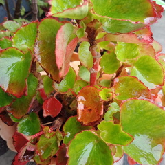 Begonia