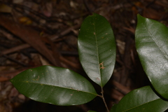 Mischocarpus pyriformis