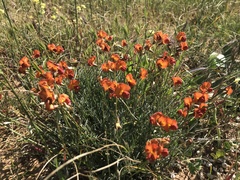 Swainsona stipularis