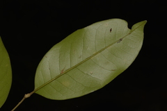 Mischocarpus pyriformis