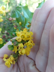 Berberis aquifolium