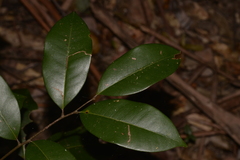 Mischocarpus pyriformis