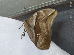 Eryphanis automedon amphimedon