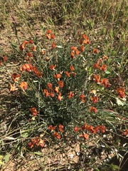 Swainsona stipularis