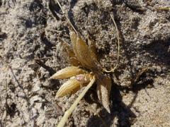 Asparagus kraussianus