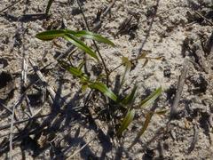 Asparagus kraussianus