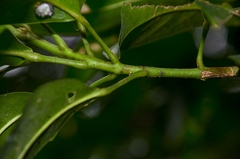 Acronychia pedunculata