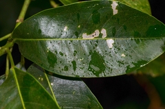 Acronychia pedunculata