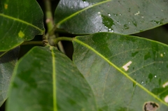Acronychia pedunculata
