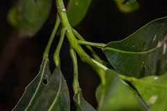 Acronychia pedunculata