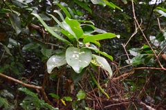 Acronychia pedunculata