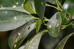 Acronychia pedunculata