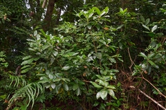 Acronychia pedunculata