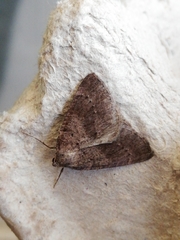Pachycnemia tibiaria