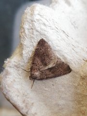 Pachycnemia tibiaria