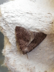 Pachycnemia tibiaria