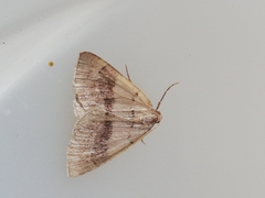 Pachycnemia tibiaria