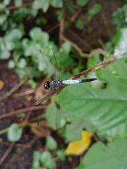 Brachydiplax farinosa